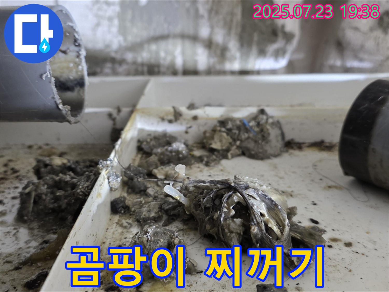 중계동 라이프청구신동아 아파트 - 배수관 속 곰팡이와 찌꺼기, 끔찍한 혼종