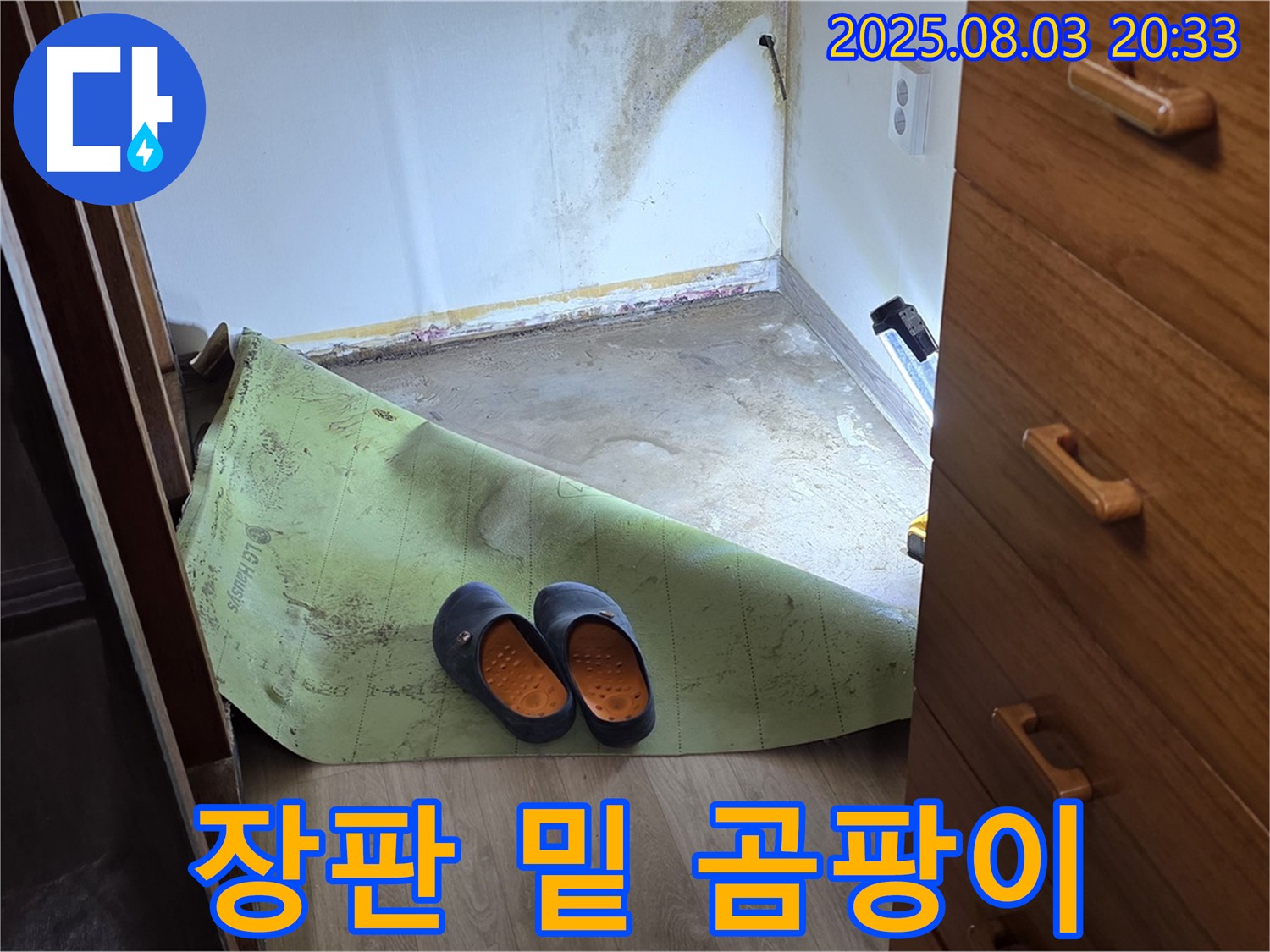 장판 밑 곰팡이 - 습기와 곰팡이의 콜라보