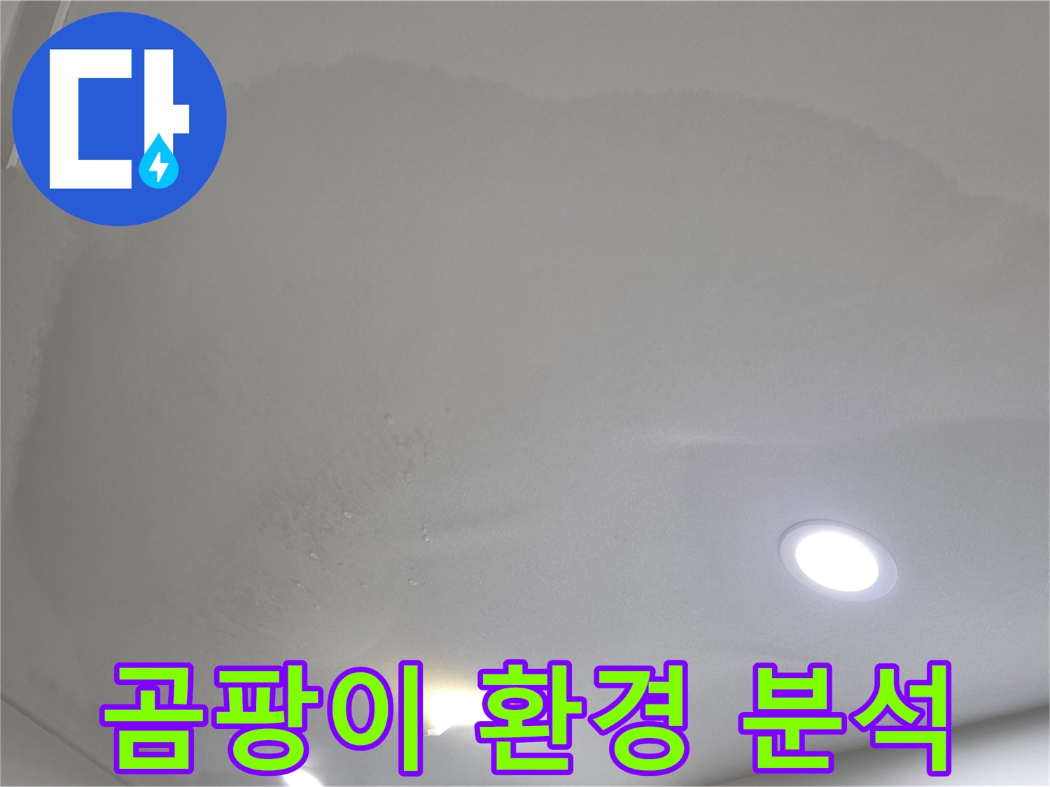 삼숭동 누수 탐지 - 곰팡이 천장, 서식 환경