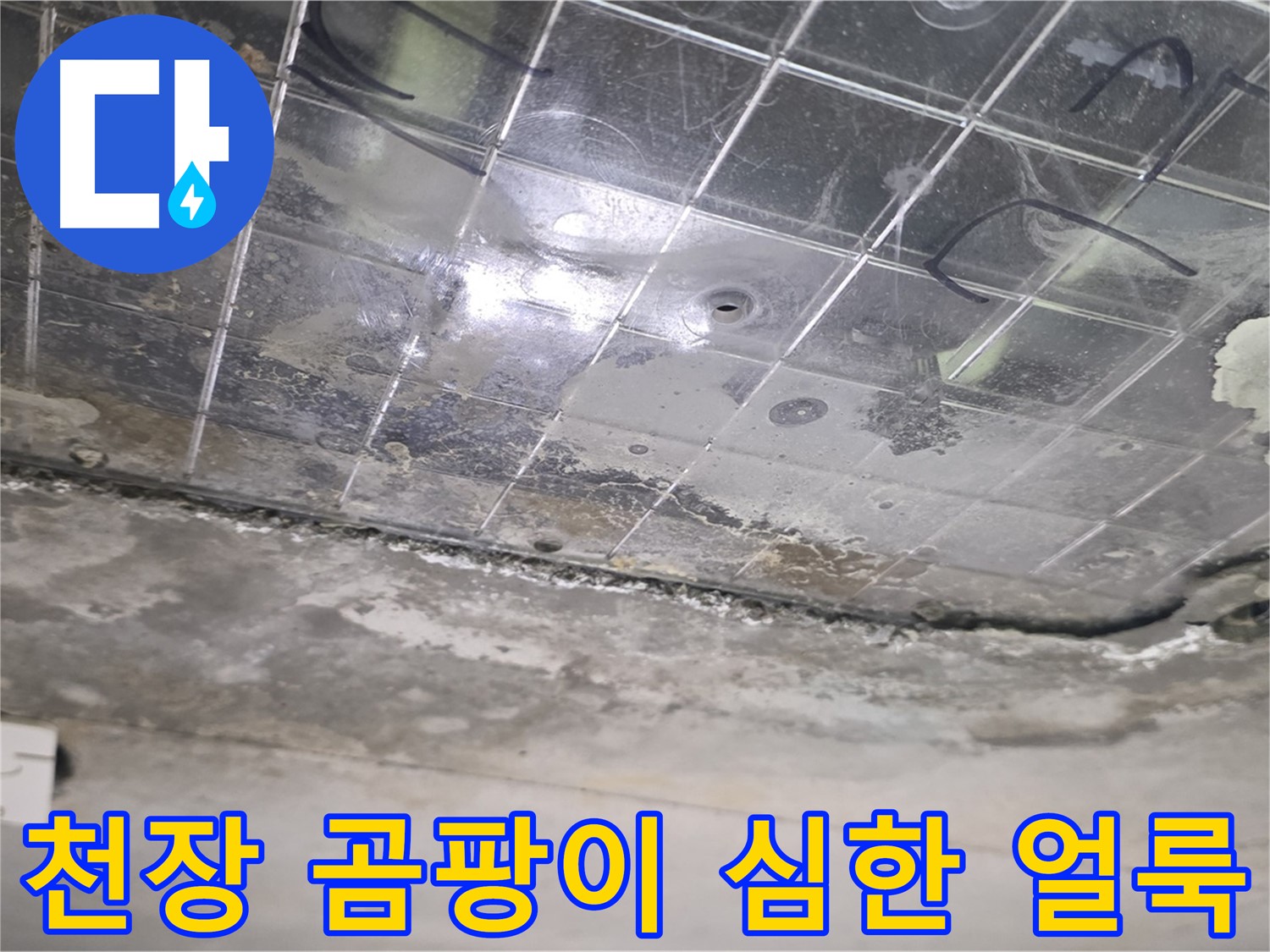 천장 곰팡이 심한 얼룩 - 누수로 인해 천장에 곰팡이가 심하게 생긴 얼룩이 보입니다.
