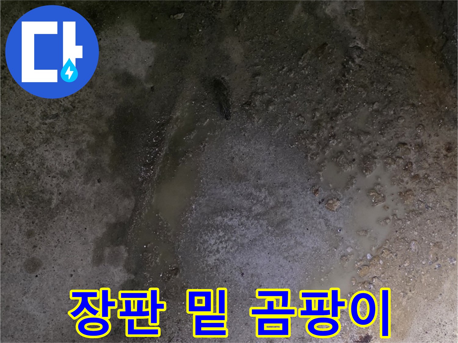 철원군 서면 와수리 누수 현장 - 장판 밑에 곰팡이가 확인된 것은 바닥 누수가 확실함을 의미합니다.