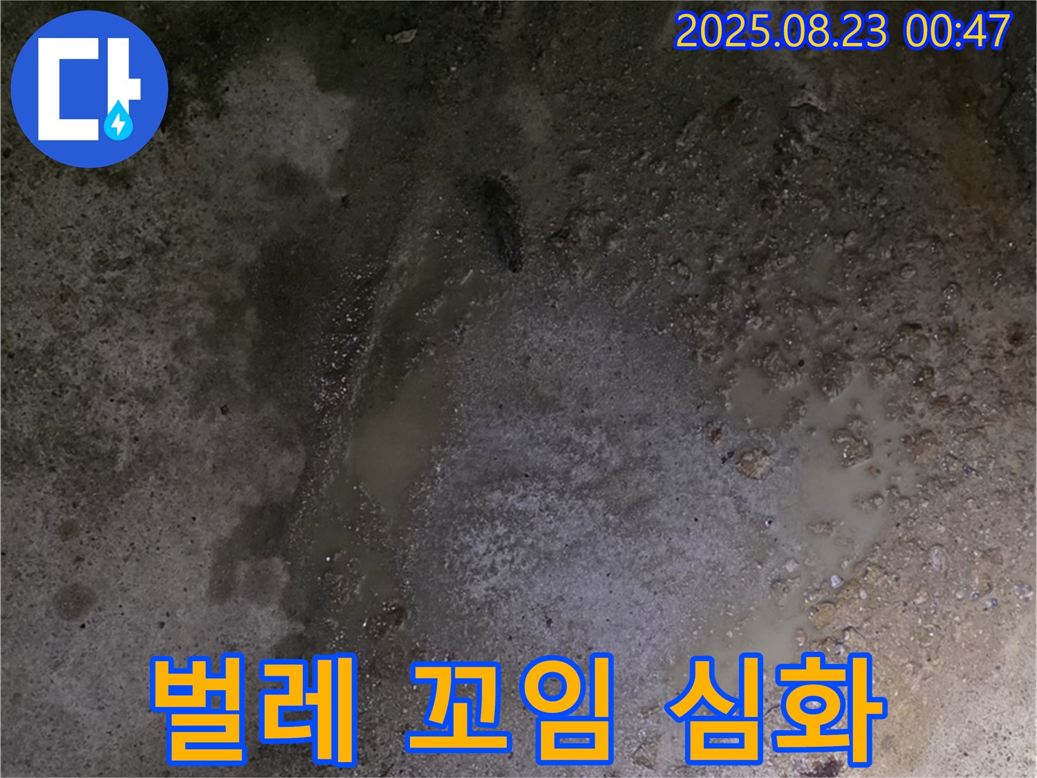 철원군 서면 와수리 누수 현장 - 콘크리트 바닥 물 스며나옴 - 곰팡이 냄새와 함께 벌레가 심하게 꼬이고 있습니다 - 비위생적인 환경입니다.
