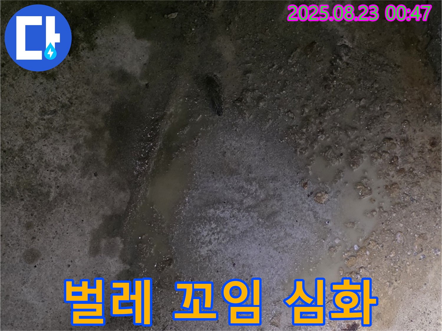 철원군 서면 와수리 누수 현장 - 콘크리트 바닥 물 스며나옴 - 곰팡이 냄새와 함께 벌레가 심하게 꼬이고 있습니다 - 비위생적인 환경입니다.