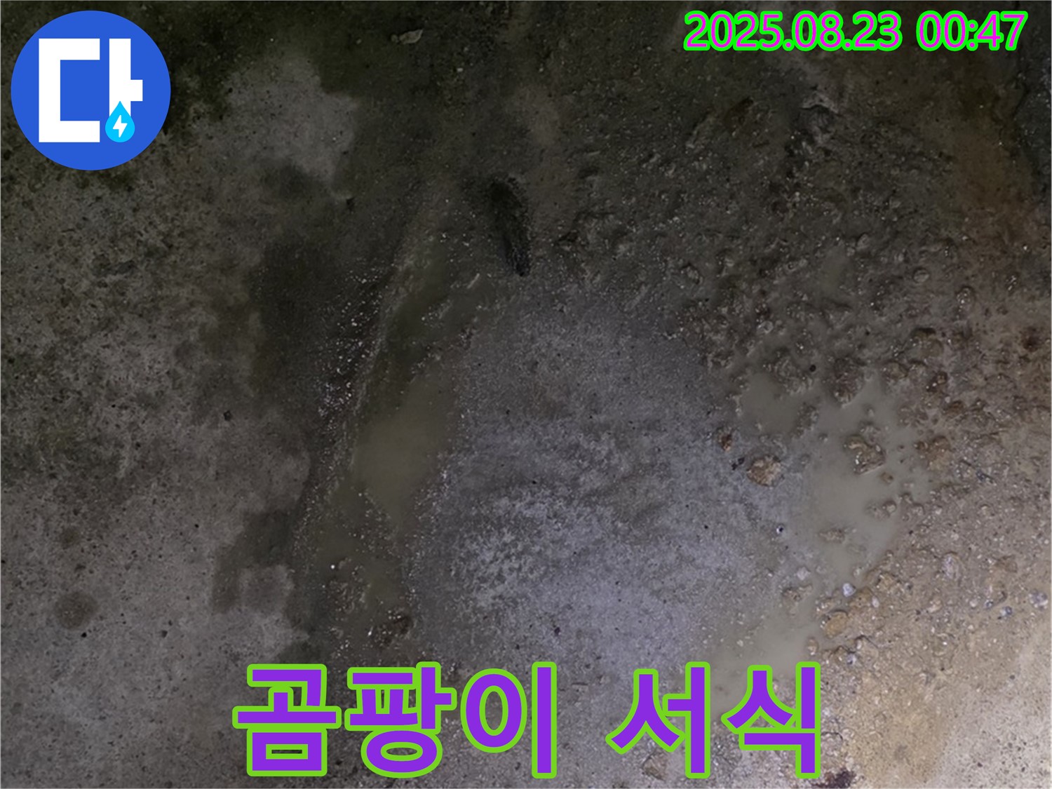철원군 서면 와수리 누수 현장 - 콘크리트 바닥에 물이 스며들어 곰팡이가 서식하고 있습니다 - 건강에 악영향을 미칠 수 있습니다.