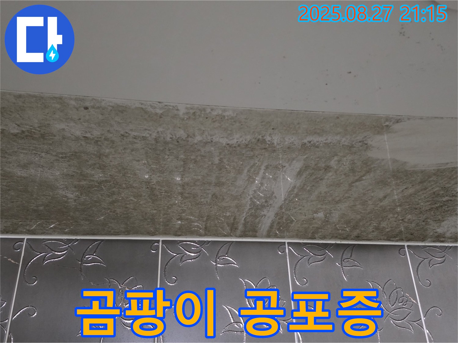 산운마을 6단지 곰팡이 - 곰팡이 공포증 생길 판!