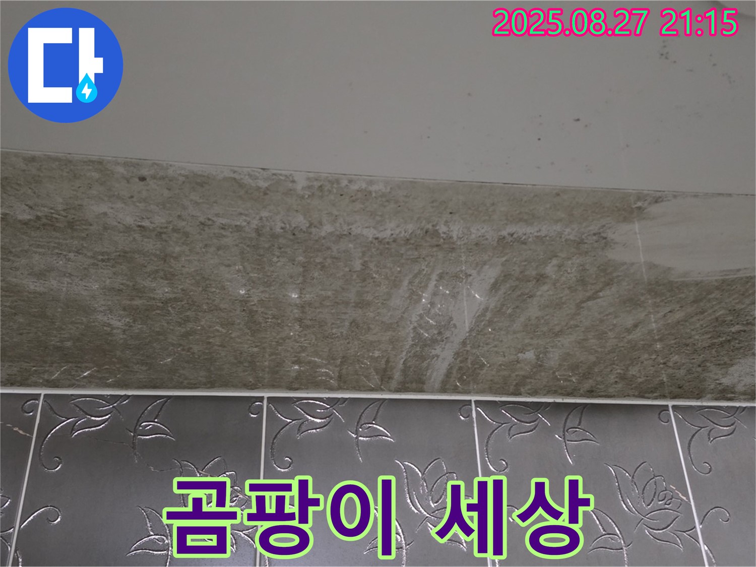 산운마을 6단지 곰팡이 - 곰팡이, 완전 곰팡이 세상!