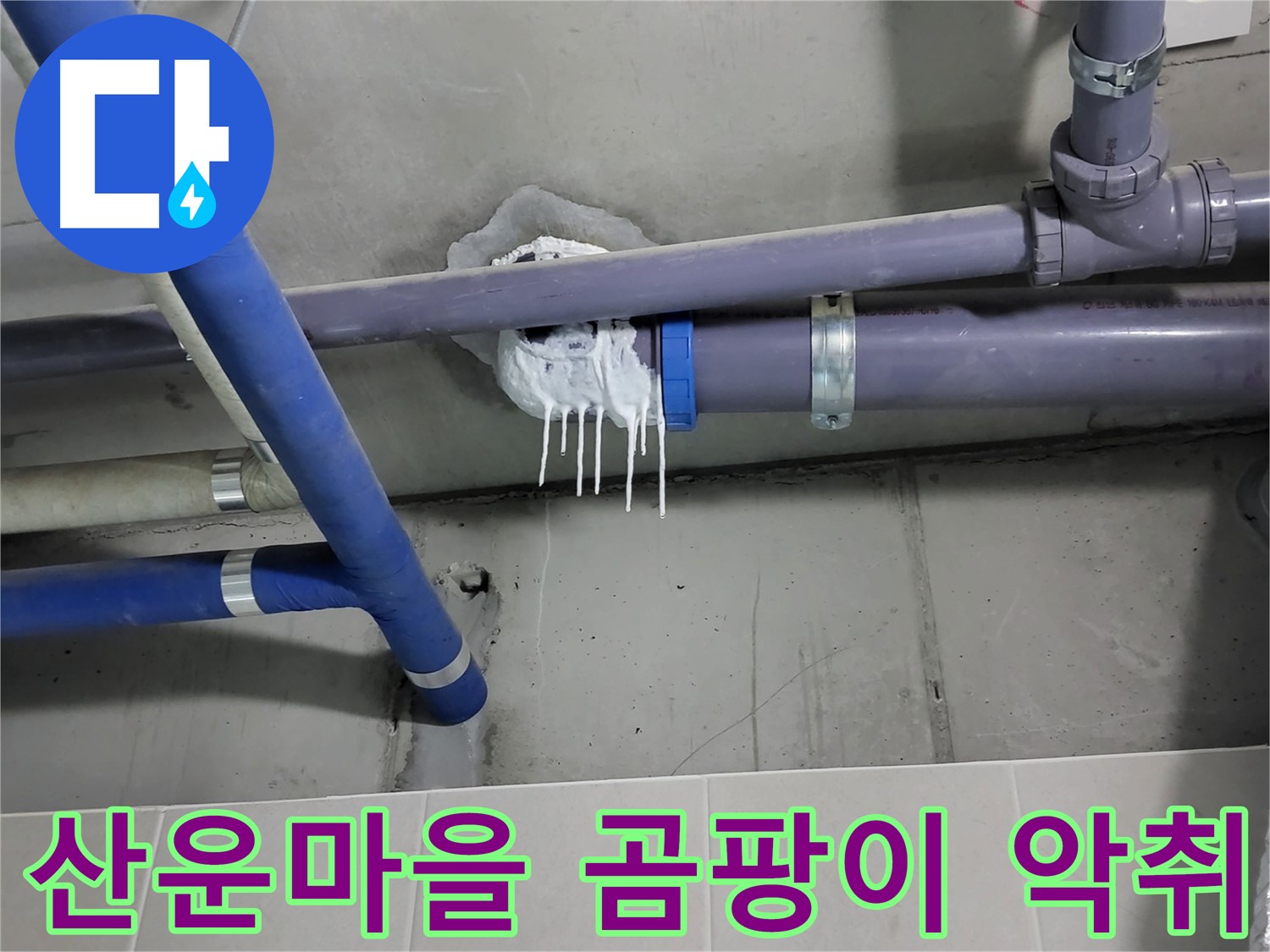 분당 산운마을 하수 누수 - 곰팡이와 악취