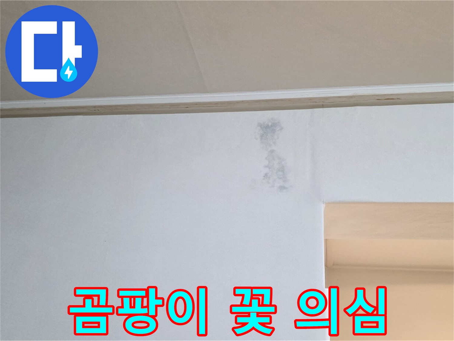 곰팡이 꽃 - 누수 의심 긴급 점검 필요