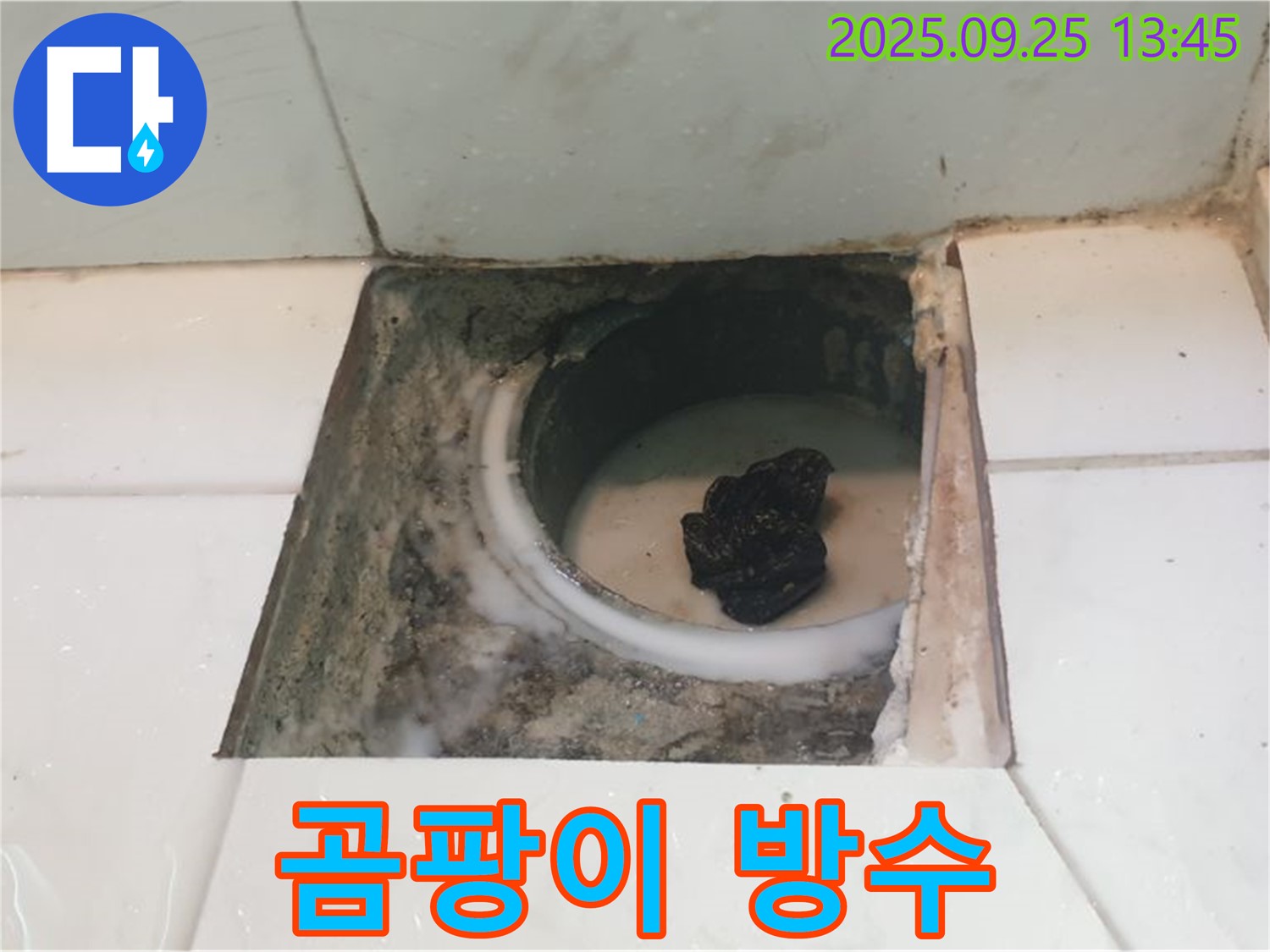 의정부 누수 - 욕실 배수구 주변, 곰팡이 제거 후 꼼꼼한 방수 작업 진행