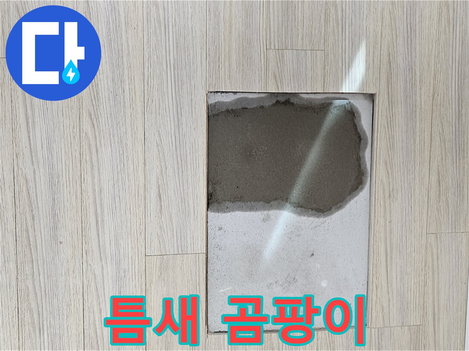 도봉구 도봉동 현대시티 마루 틈새 - 곰팡이, 긴급 점검