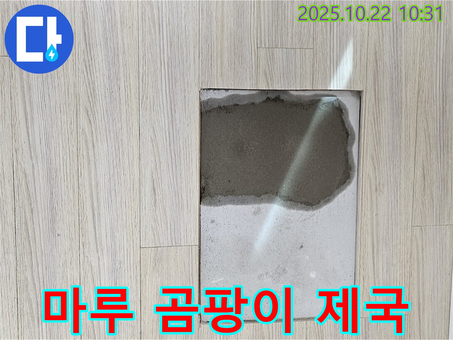 젖은 마루 - 곰팡이 - 젖은 마루에 곰팡이가 번식하여 곰팡이 제국을 건설하는 상황을 보여줍니다.