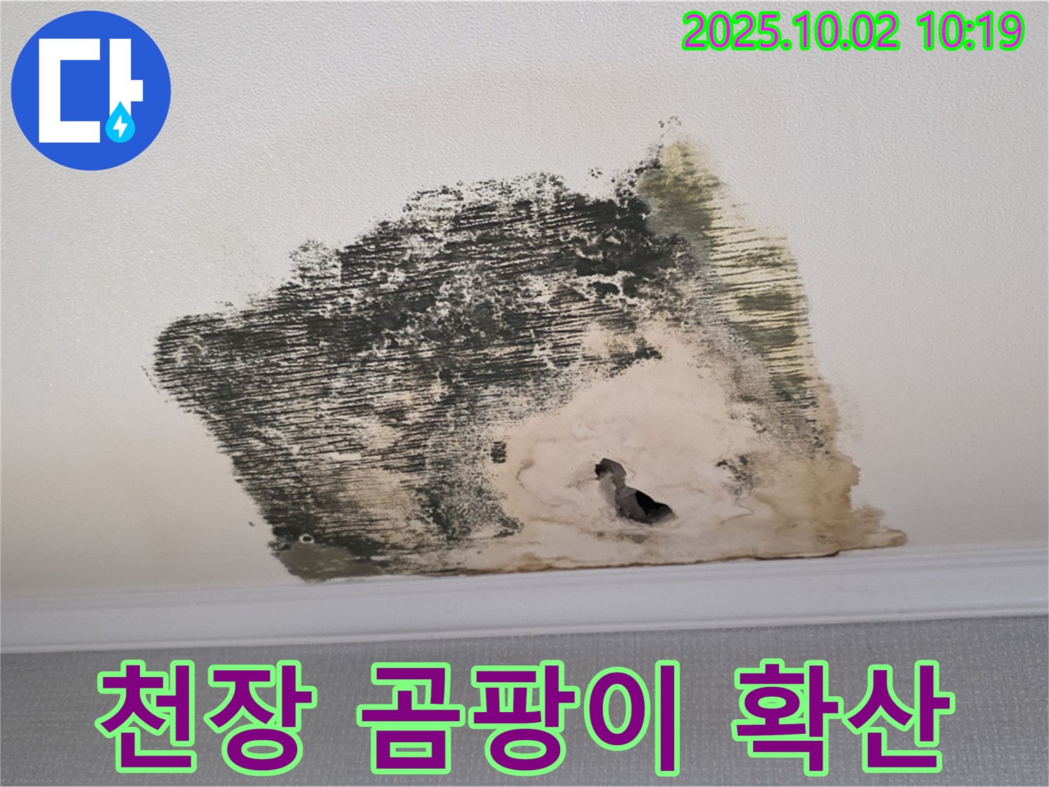 양주시 남면 신산리 주택 천장에 심각하게 확산된 곰팡이 - 곰팡이 포자가 공기 중에 떠다니며 건강을 위협합니다.