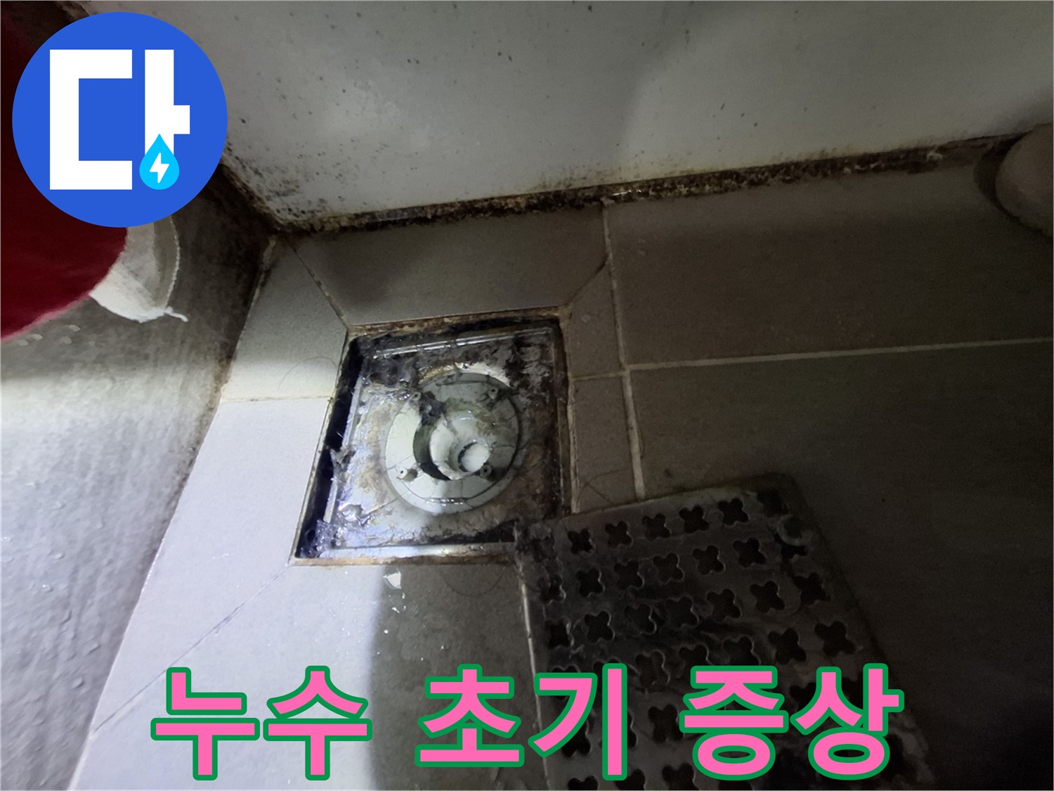 분당 봇들마을2단지 욕실 - 배수구 주변 곰팡이, 누수 초기 증상 의심