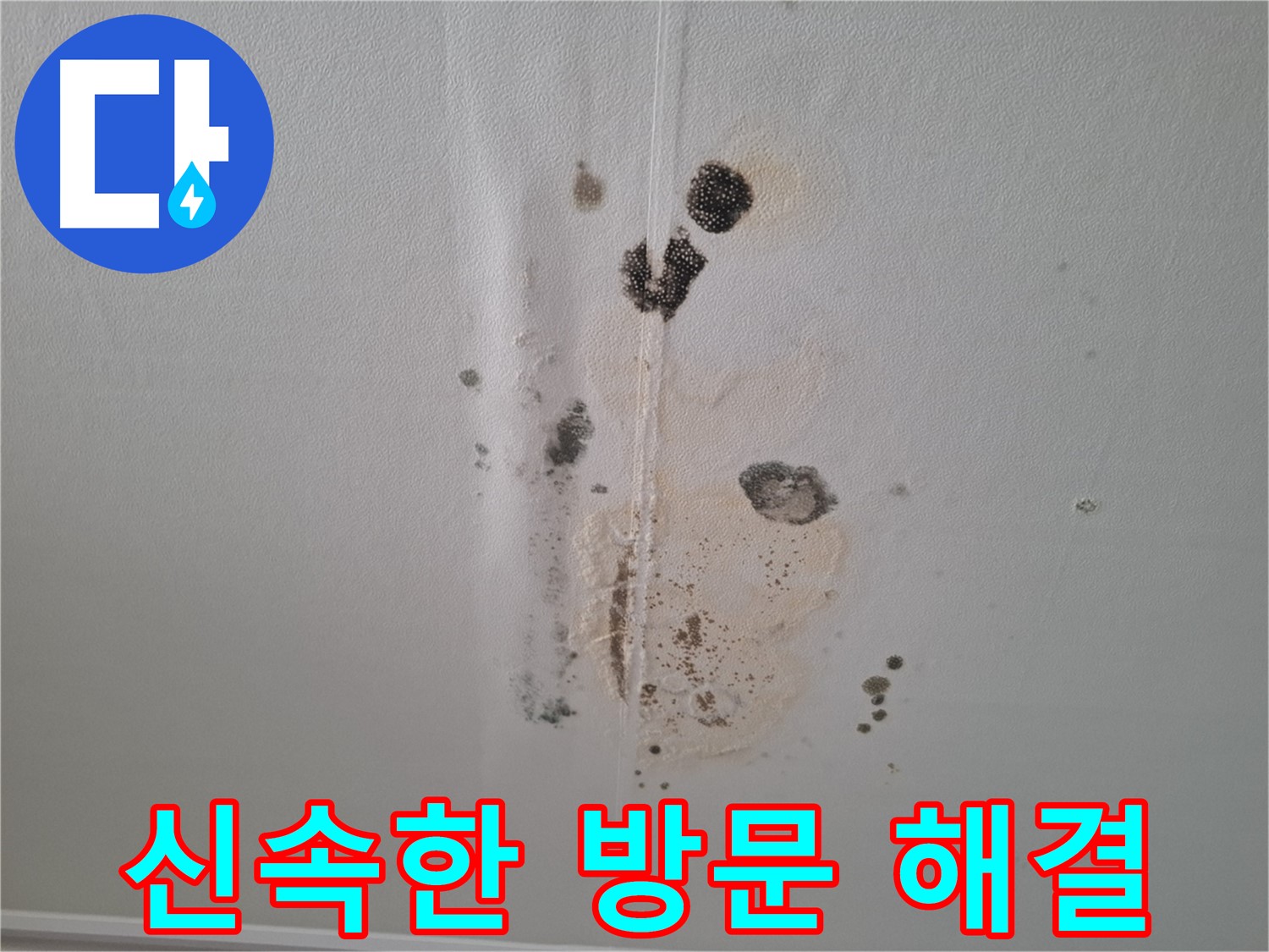 성남 분당 누수 - 곰팡이 문제 발생 시 신속한 방문으로 해결
