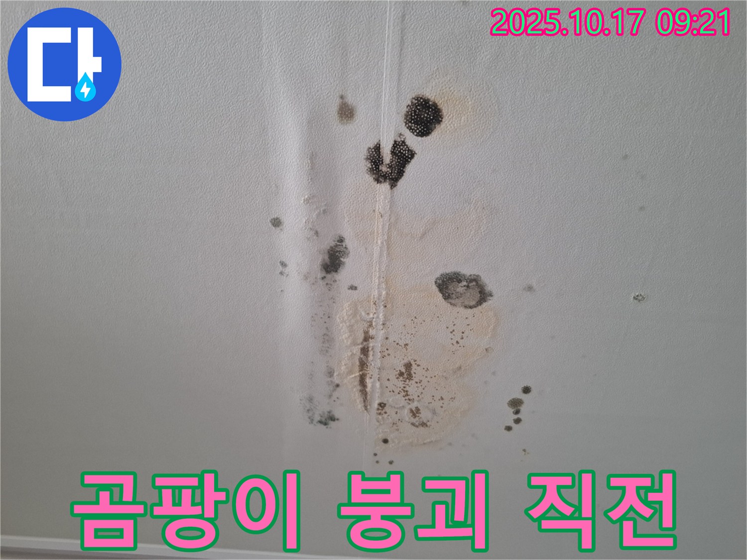 성남 아파트 누수 - 곰팡이 아포칼립스 - 천장 붕괴 직전 위기
