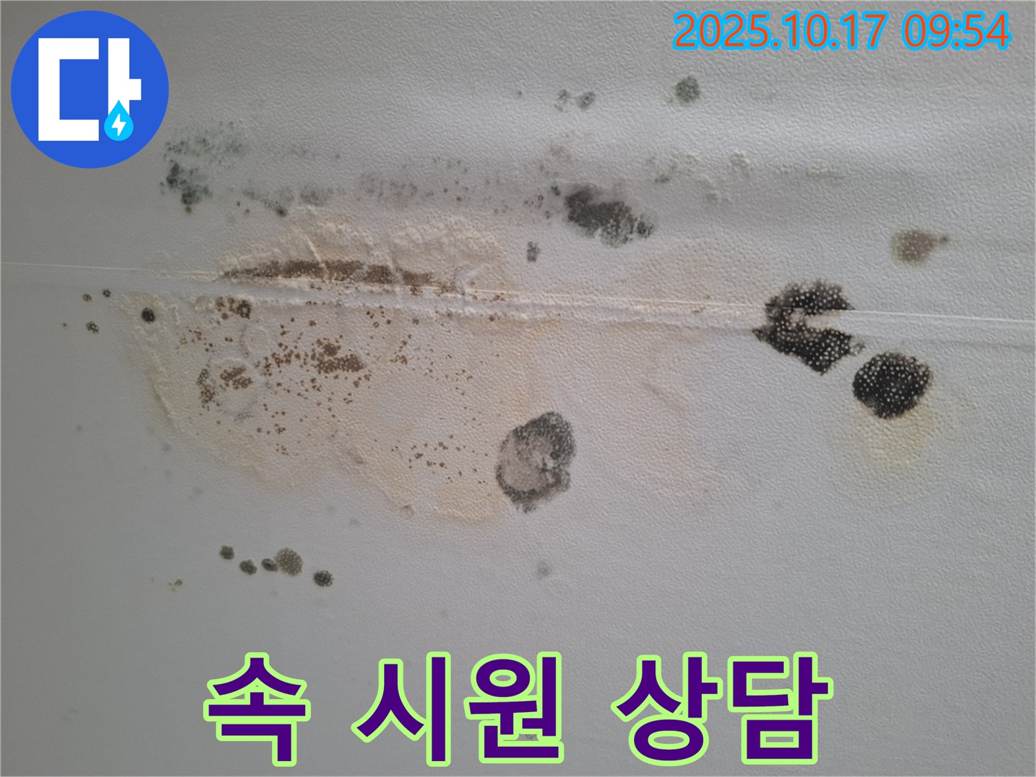 성남시 분당구 봇들마을2단지 아파트 천장 누수 - 곰팡이 문제, 속 시원한 상담 제공