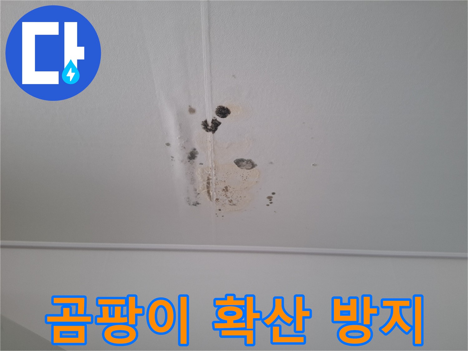 판교 봇들마을 아파트 천장 - 곰팡이 확산 방지를 위한 긴급 점검을 실시합니다.