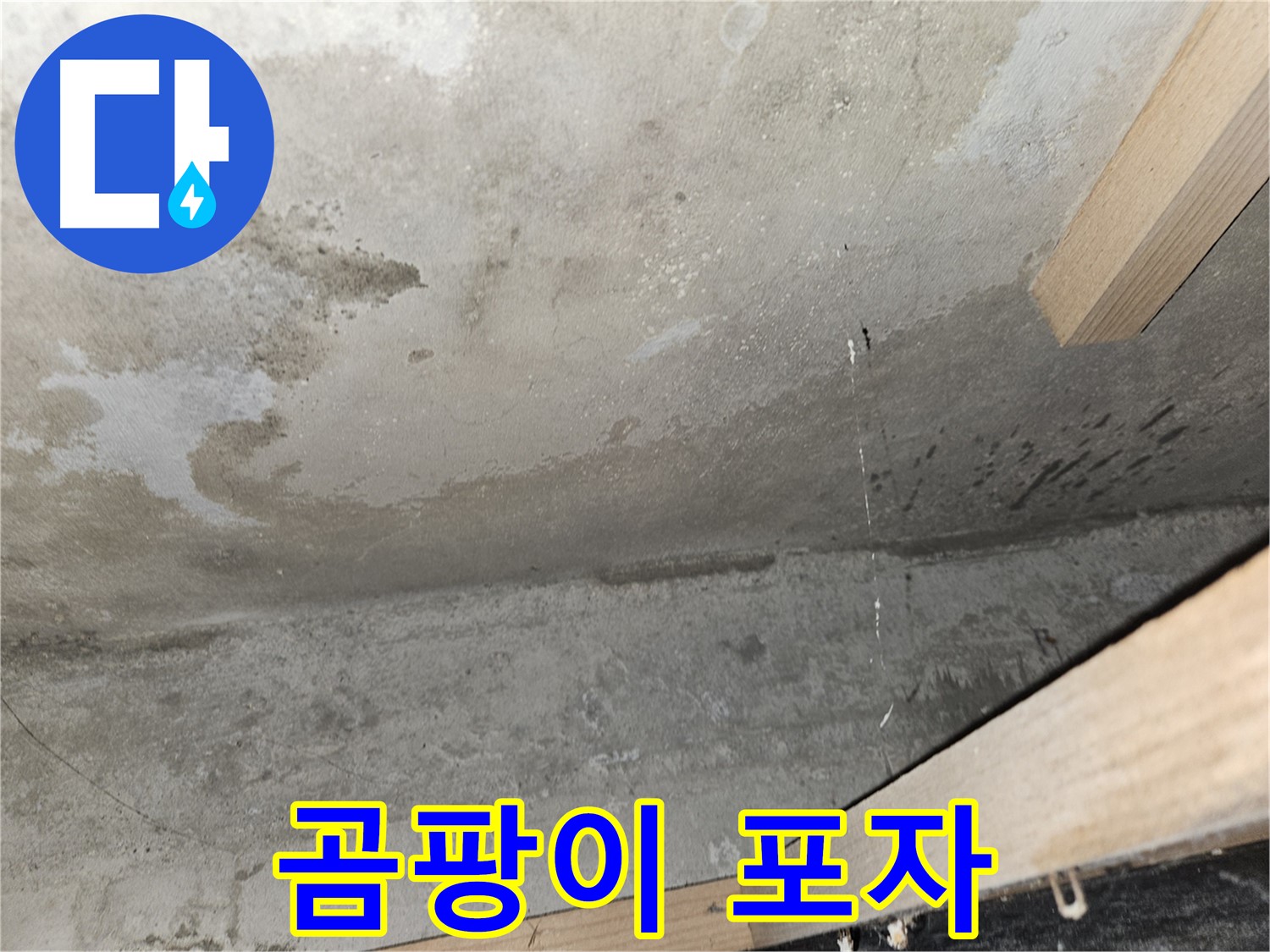 천장 곰팡이 포자 - 누수로 인해 발생한 곰팡이의 검은 포자들.