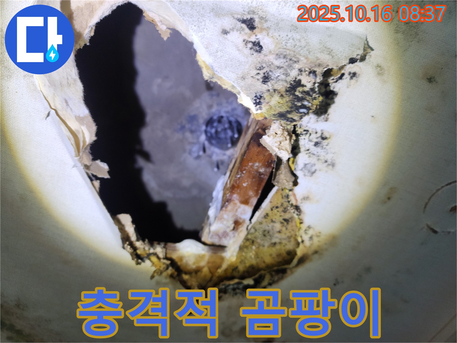 양주시 남면 경신리 주택 천장 속 - 충격적인 곰팡이 - 누수 문제의 심각성을 보여줍니다.