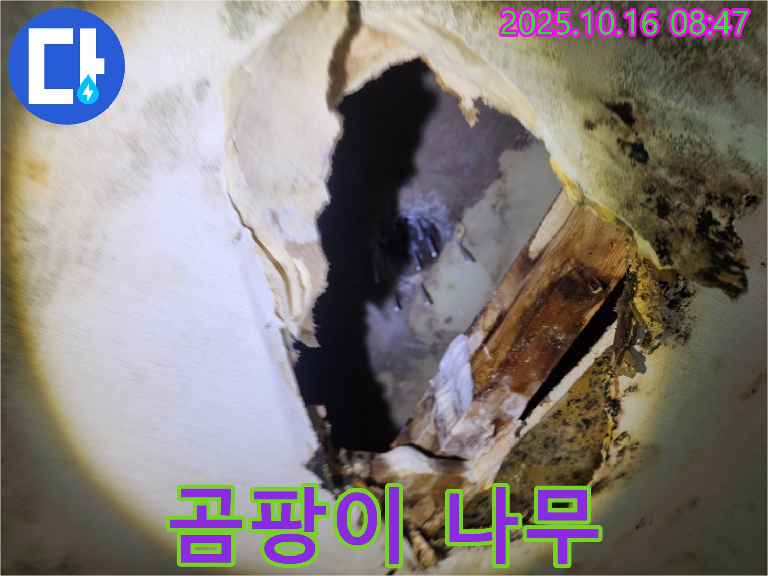 양주시 누수 - 천장 속 곰팡이와 부식된 나무 - 건물 안전에 비상, 긴급 점검 및 완벽 보수를 약속드립니다.