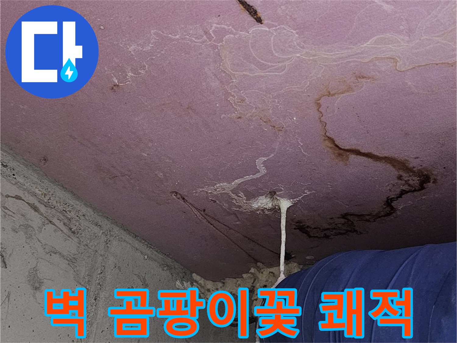 신월동 양천구 누수 - 벽 곰팡이꽃 - 쾌적한 환경