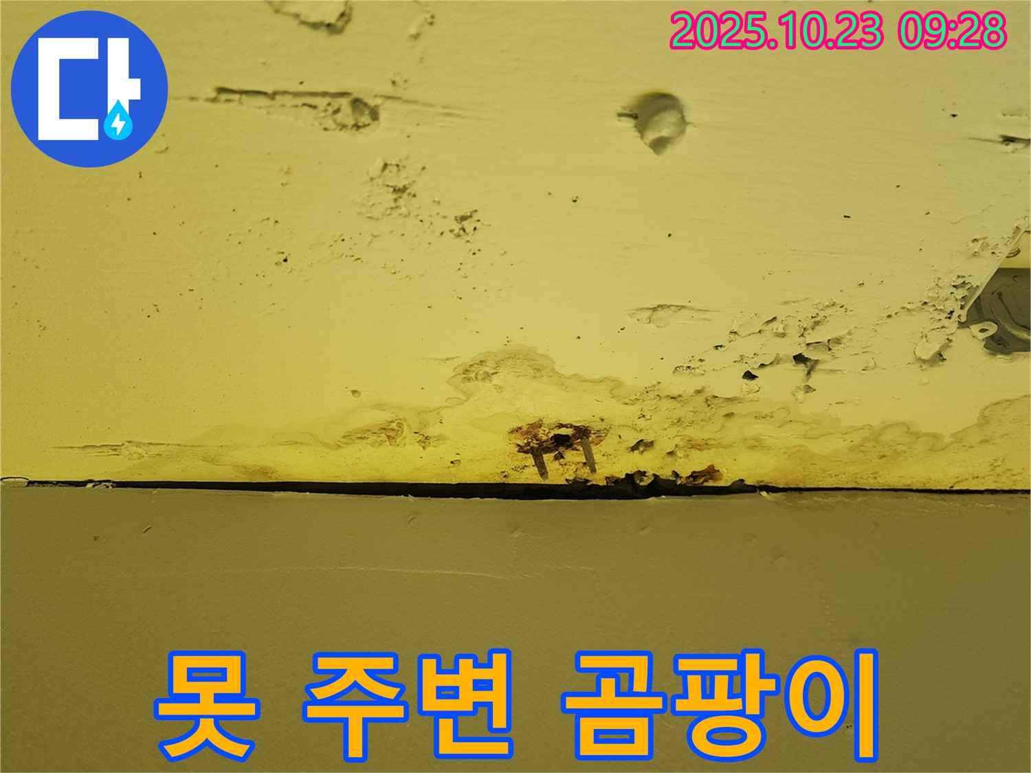 못 주변에 발생한 곰팡이 - 누수와 함께 건강까지 위협합니다. 곰팡이 제거가 필수입니다.