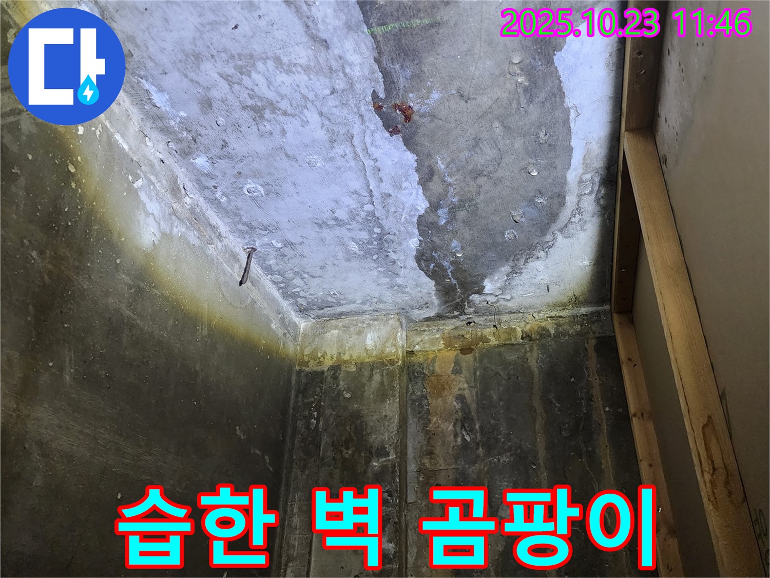양주 은현면 하패리 누수 - 습한 벽은 곰팡이 번식에 최적의 환경을 제공합니다