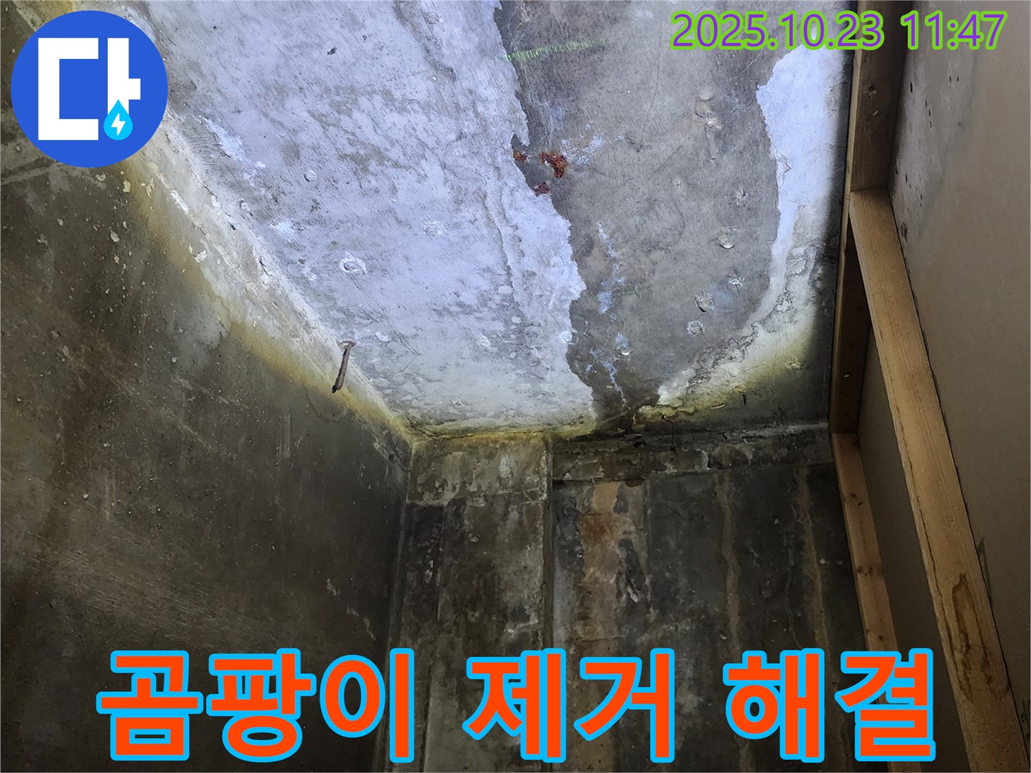 양주시 - 곰팡이 핀 천장, 누수 해결과 곰팡이 제거 동시 진행