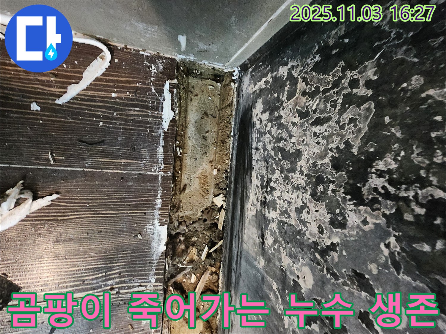 양주시 삼숭동 누수 - 곰팡이와 함께 죽어가는 공간. 누수와의 생존 싸움에서 승리하세요!