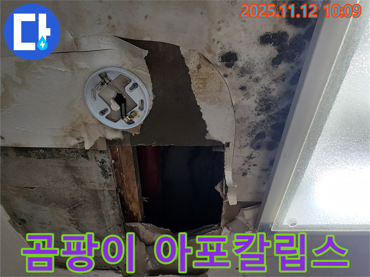 곰팡이로 뒤덮인 천장 - 곰팡이 문제의 심각성을 극명하게 보여주는 이미지