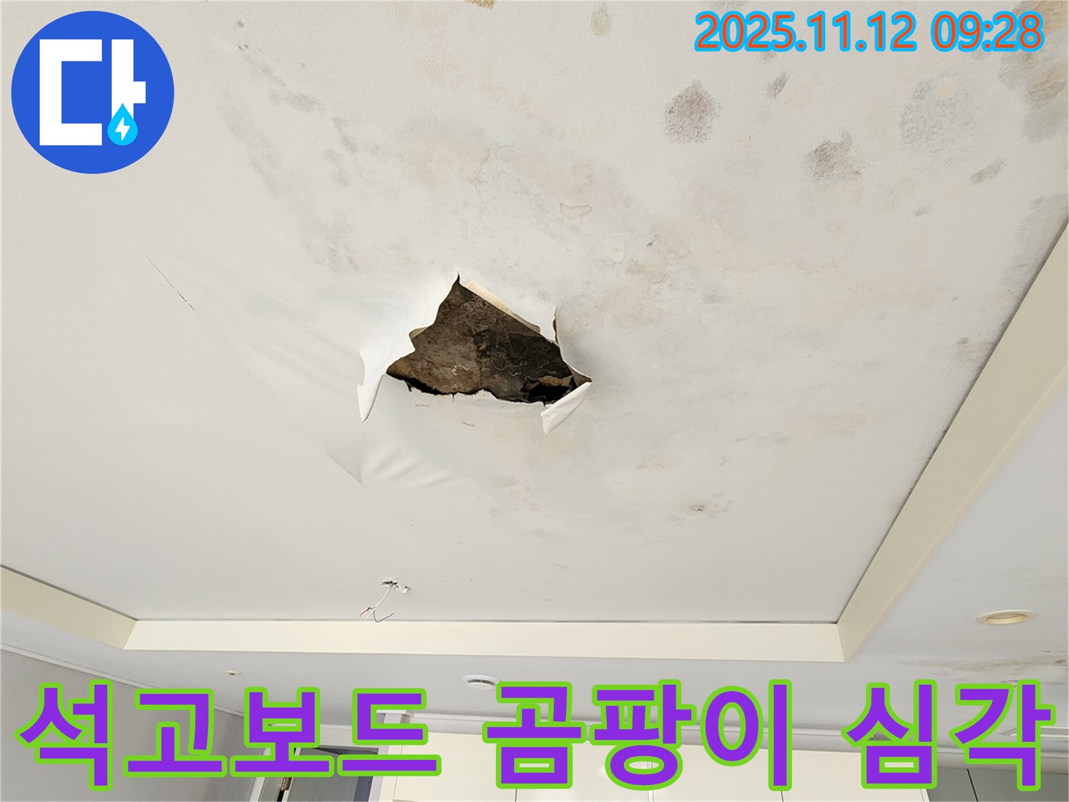 석고보드 곰팡이 심각 - 석고보드 표면에 곰팡이가 너무 심하게 번식하여 끔찍한 모습입니다.