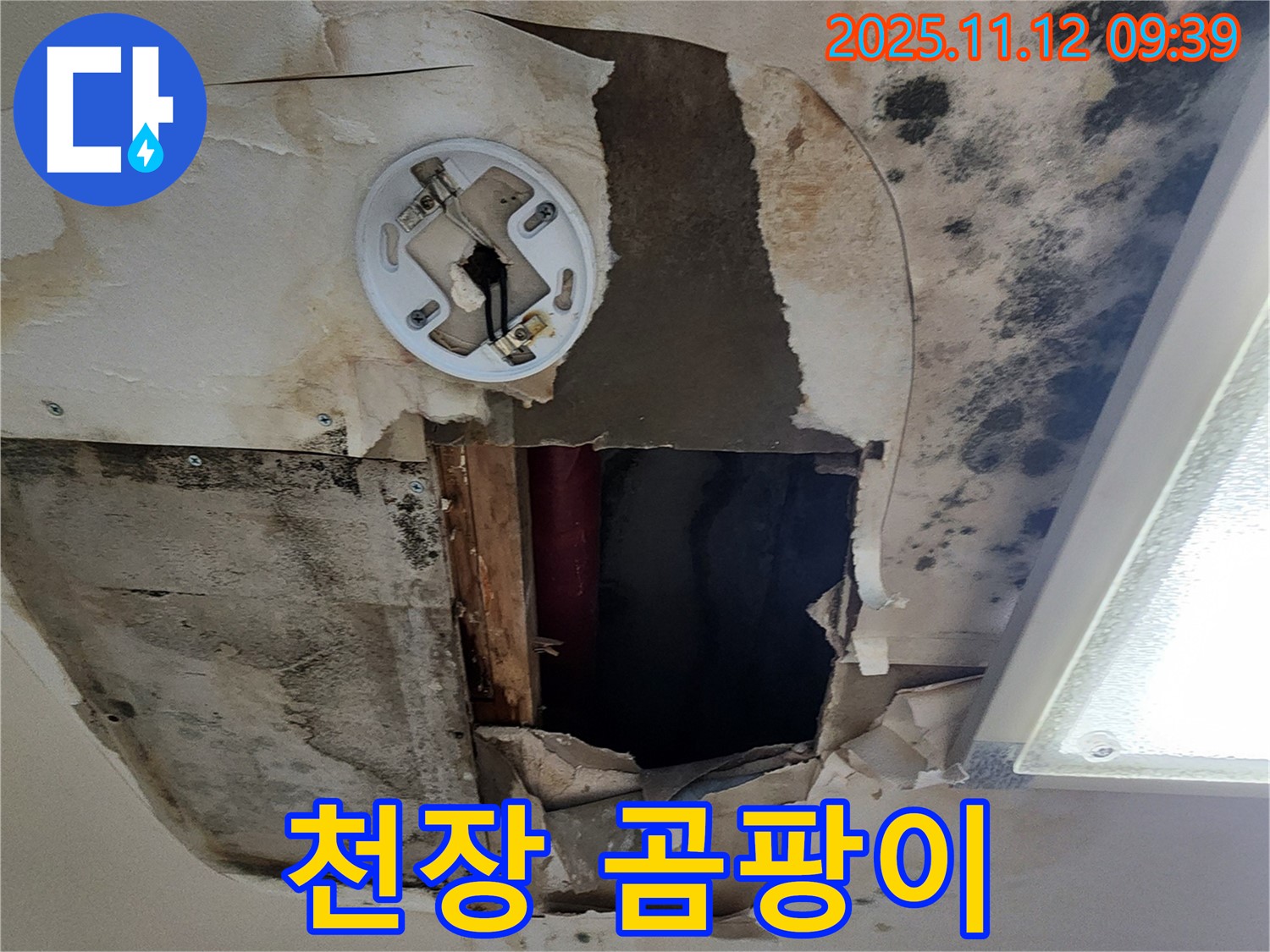 천장 곰팡이 - 누수로 인한 습기 및 오염으로 발생, 호흡기 질환 및 알레르기 유발 가능성