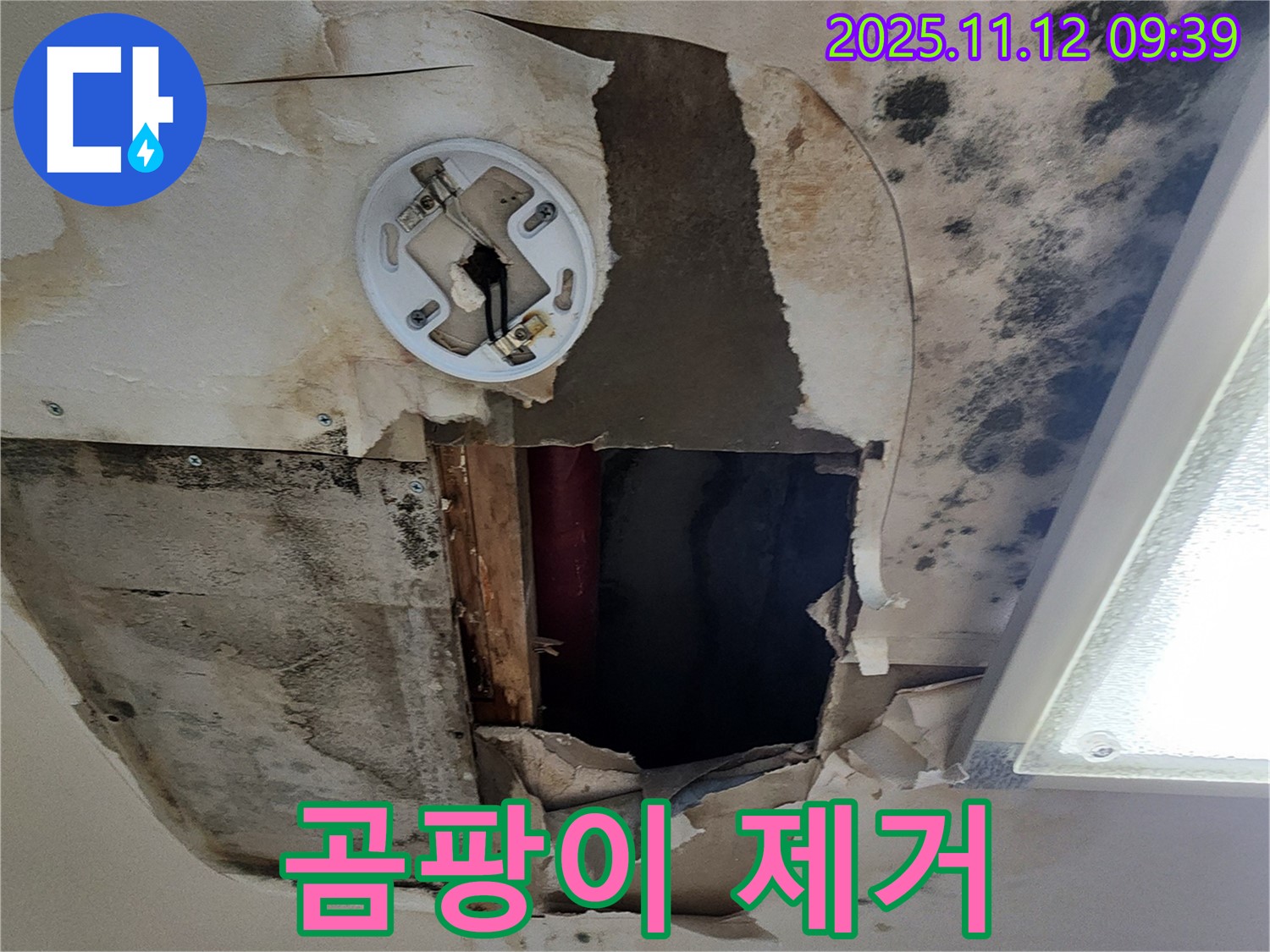천장 곰팡이 완벽 제거 - 전문 장비를 사용한 곰팡이 제거 및 재발 방지 시공 약속