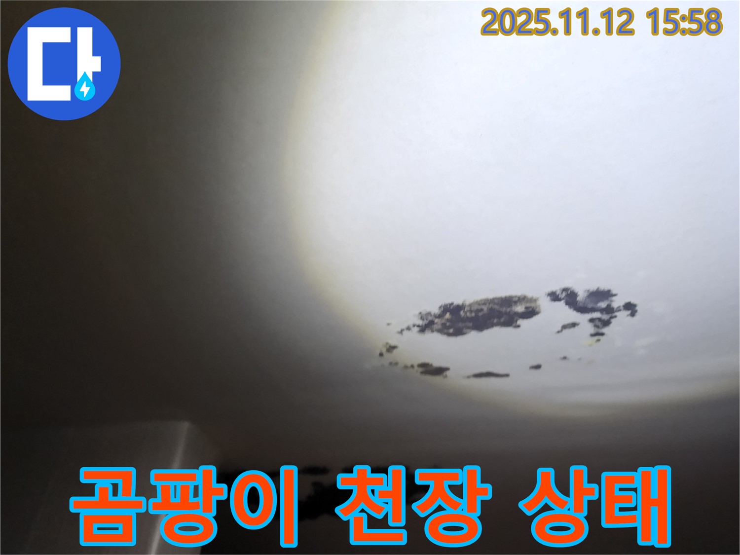 군내면 곰팡이 천장 - 누수로 인해 곰팡이가 심각하게 번진 천장 상태를 보여줍니다.