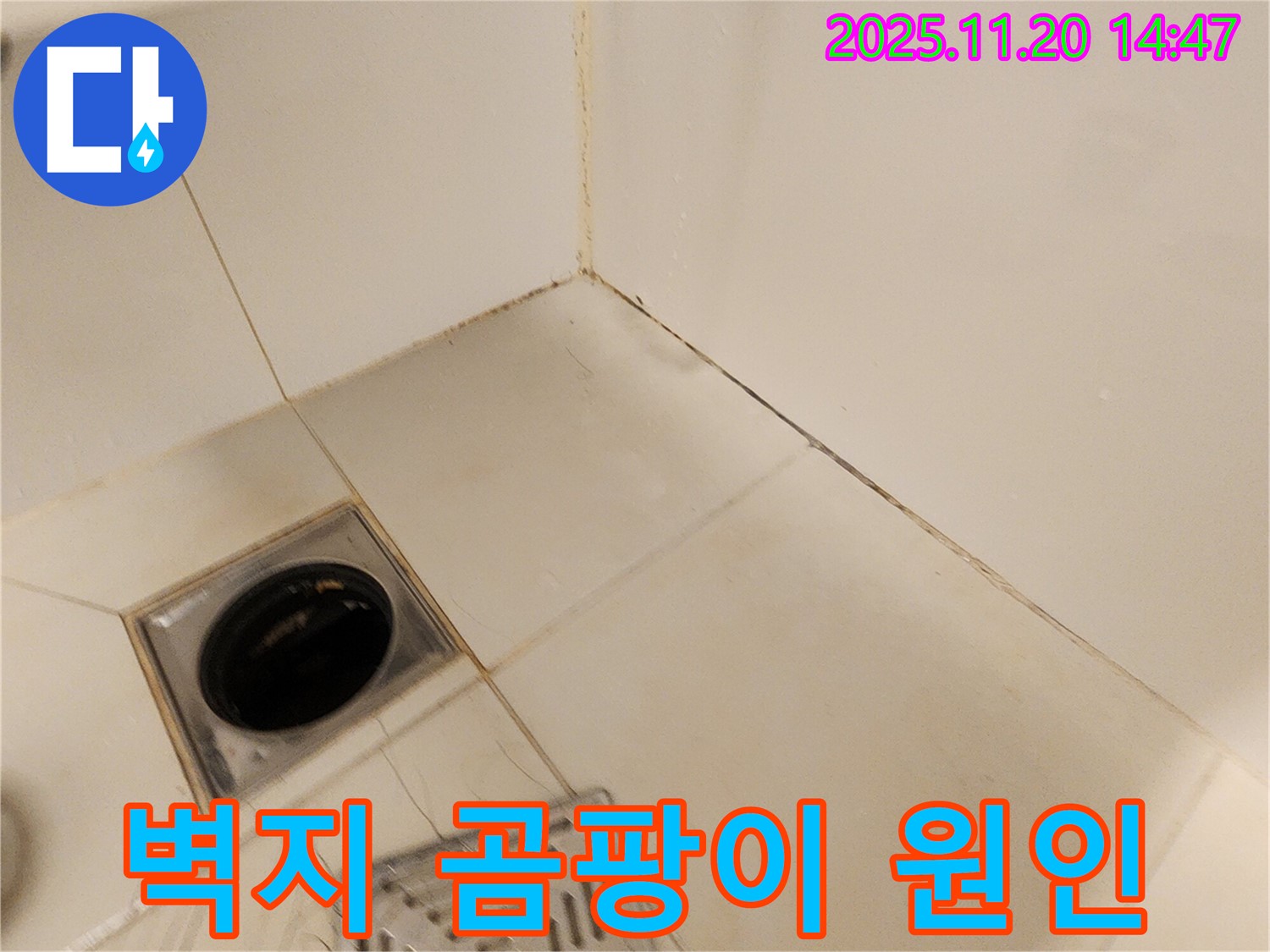 포천 벽지 곰팡이 - 벽지에 곰팡이가 발생하여 결로 및 누수 복합 원인을 진단하고 있습니다.