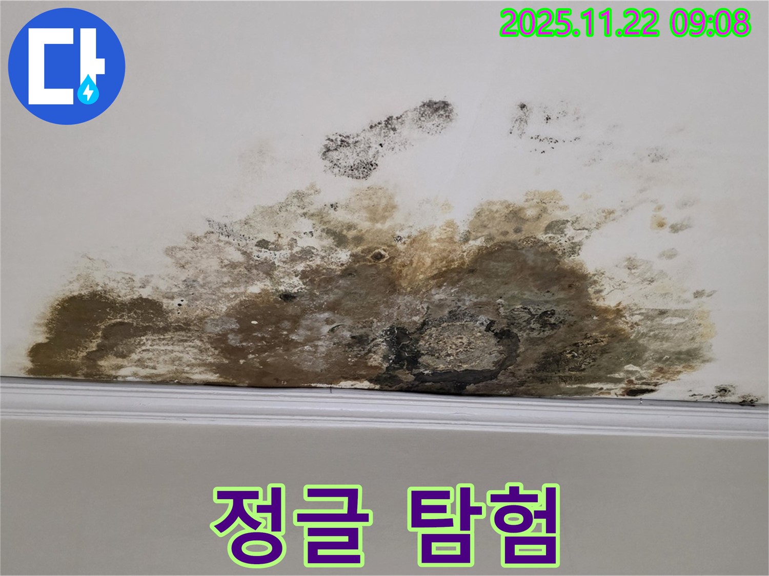 마포 용강동 누수 - 곰팡이 정글, 쾌적한 공간 탐험대 출동!