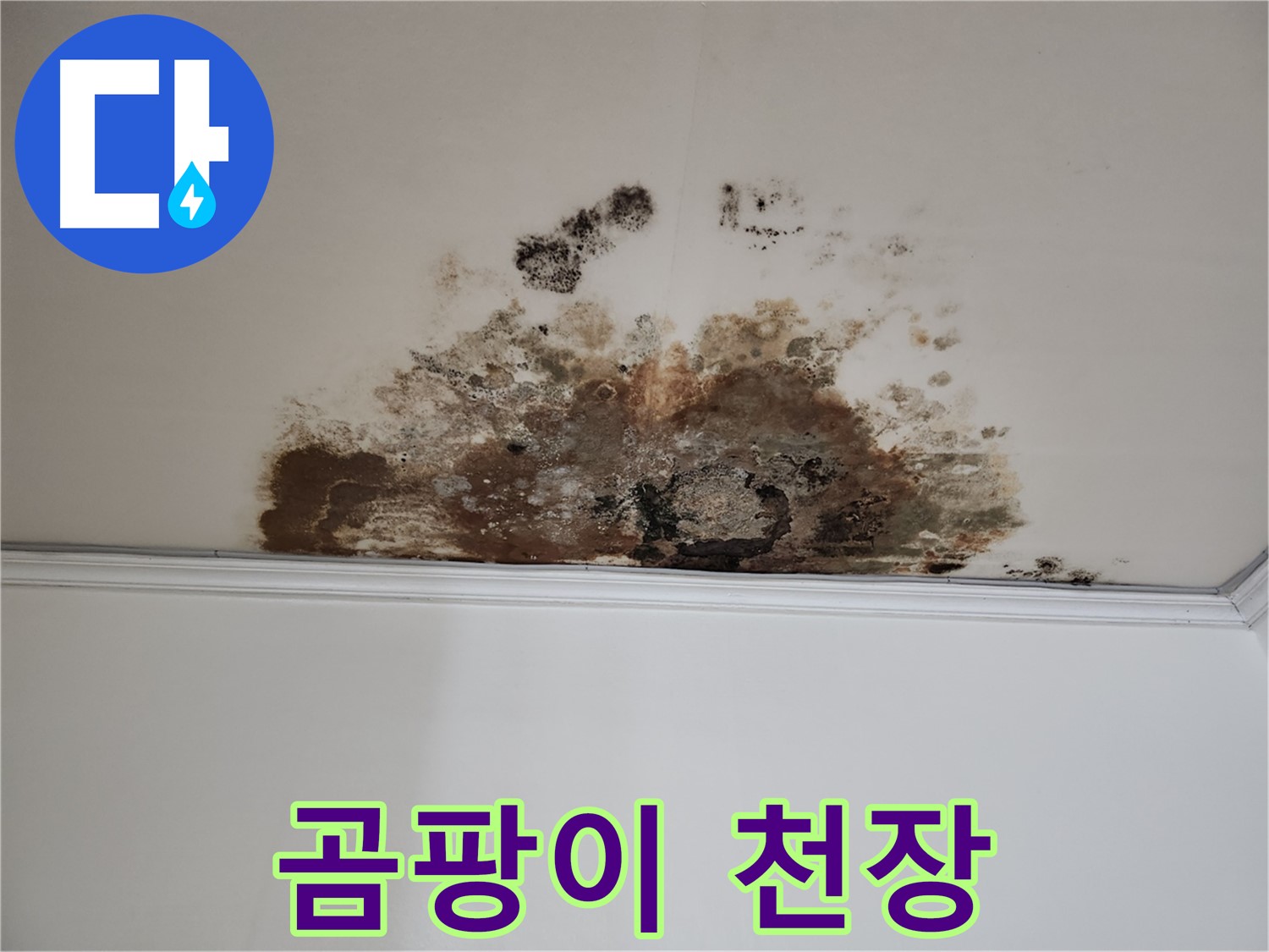 마포구 아파트 누수 - 곰팡이 핀 천장