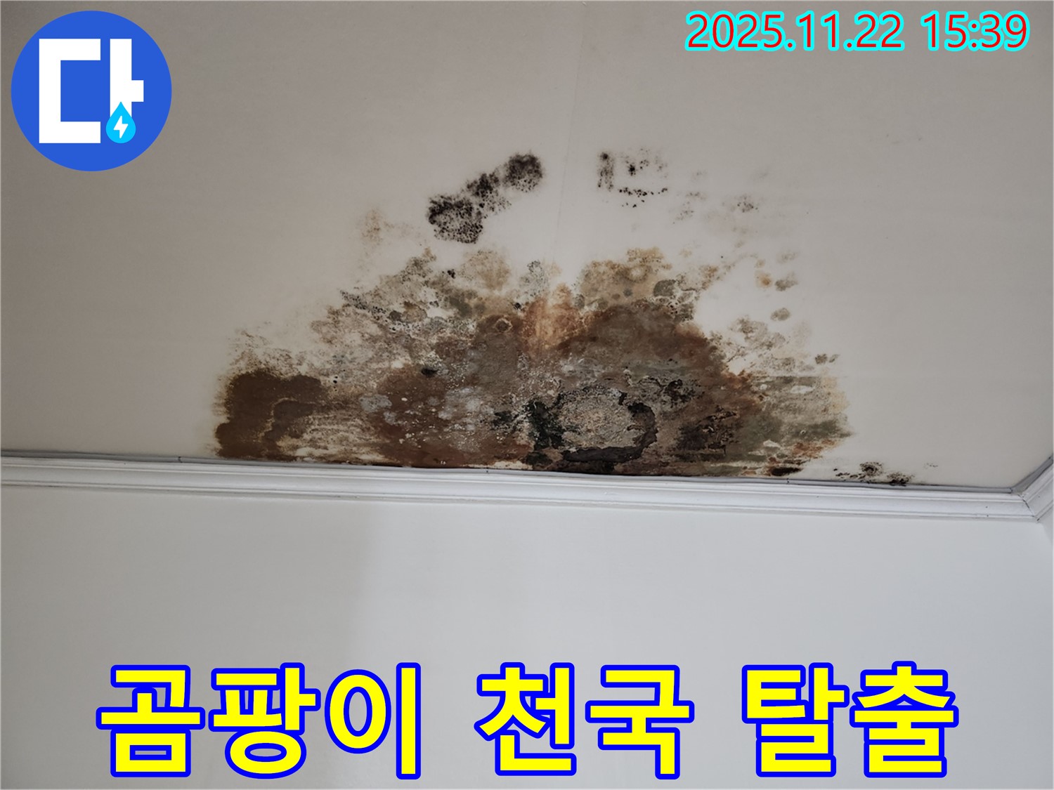 마포구 용강동 새창로8길 누수 - 곰팡이 천국 탈출, 현대홈타운 쾌적한 집