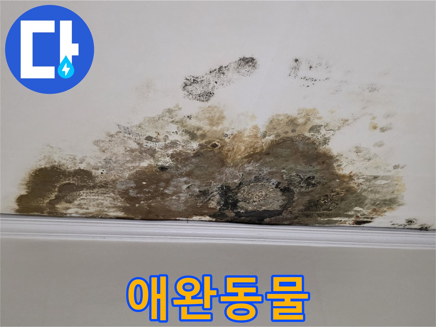 마포구 용강동 현대홈타운 아파트 - 곰팡이 - 곰팡이 제거 - 애완동물에게 해롭지 않을까?