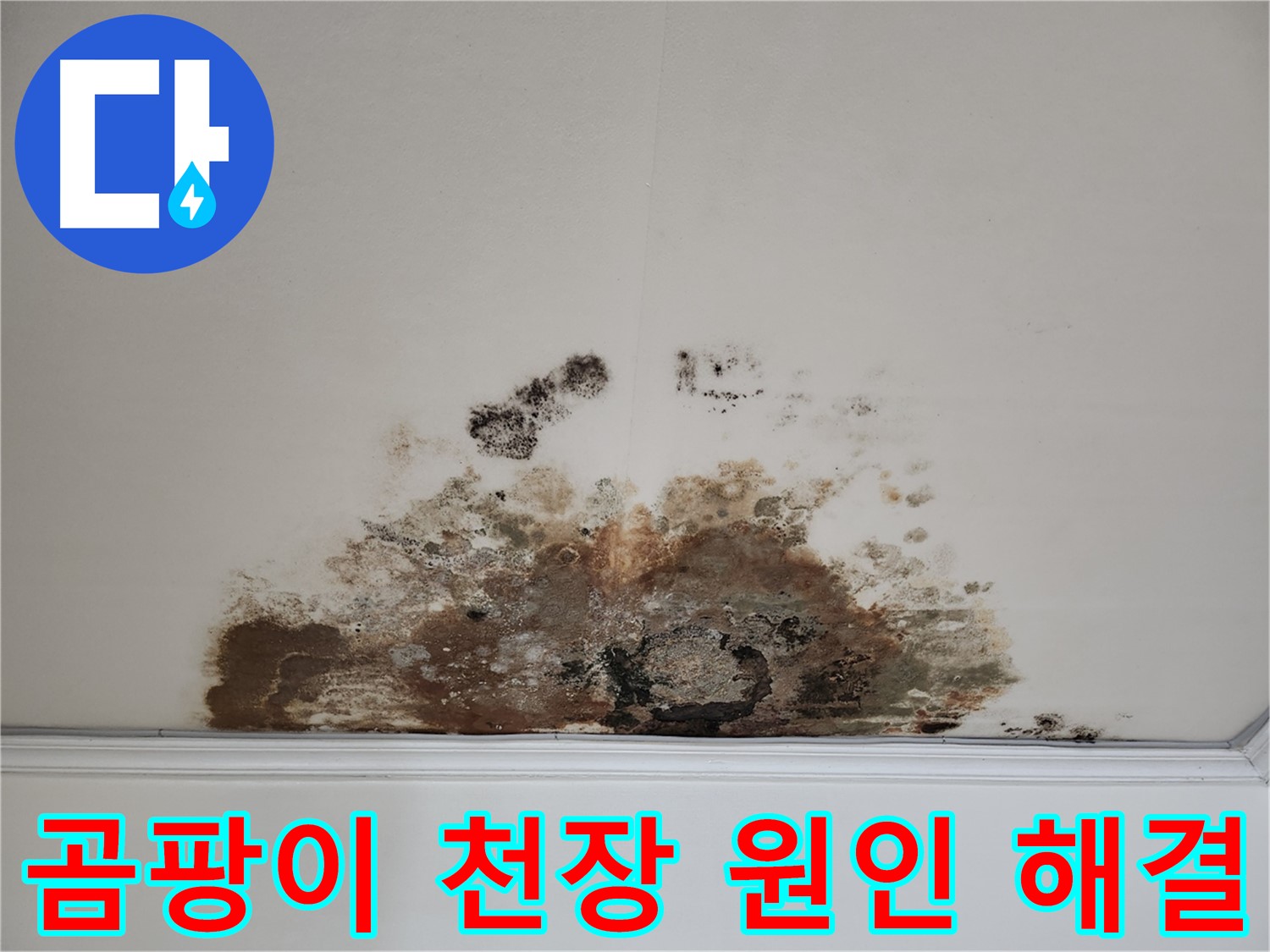 용강동 아파트 누수 SOS - 곰팡이 천장 원인 찾고 싹 해결