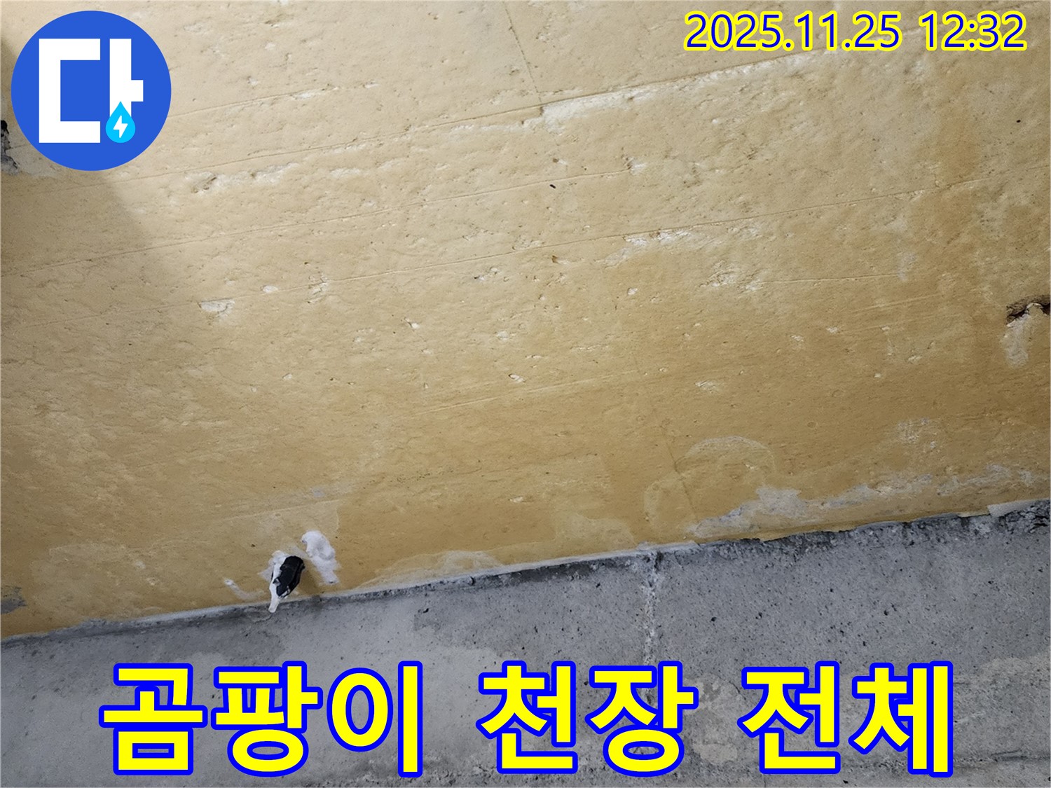 곰팡이 핀 천장 - 넓은 범위 - 심각한 오염
