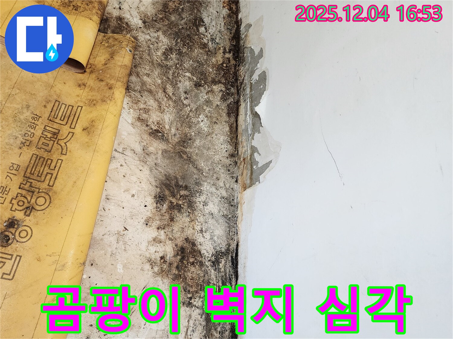심각한 곰팡이와 벽지 상태 - 누수 해결 및 곰팡이 제거, 벽지 복원