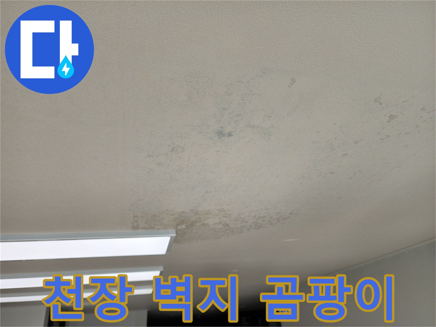 벽지 표면에 나타난 짙은 곰팡이 오염 부위