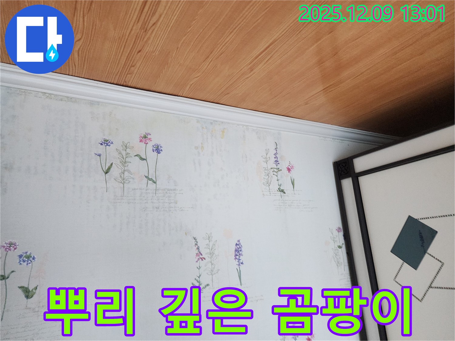 포천 영중면 성동리 누수 현장 - 벽지 곰팡이 뿌리 깊은 악몽 긴급 해결