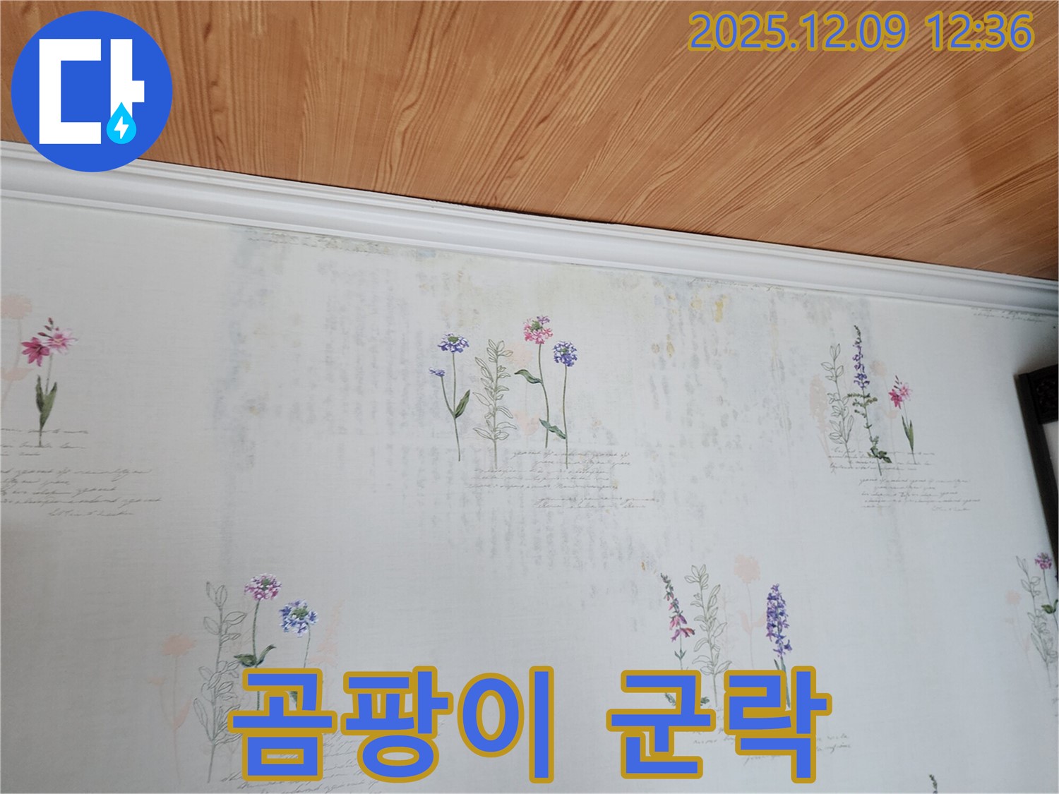 포천시 영중면 성동리 누수 - 벽지 속 곰팡이 군락이 건강을 습격하는 숨겨진 적으로 나타난 누수 현장
