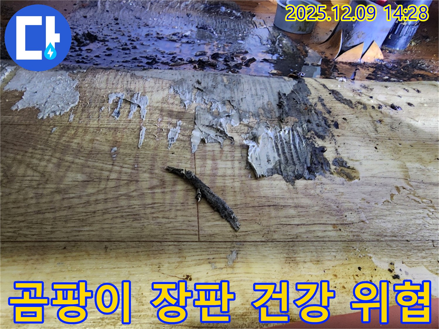 영중면 금주리 누수 - 곰팡이 핀 장판, 건강에 적신호