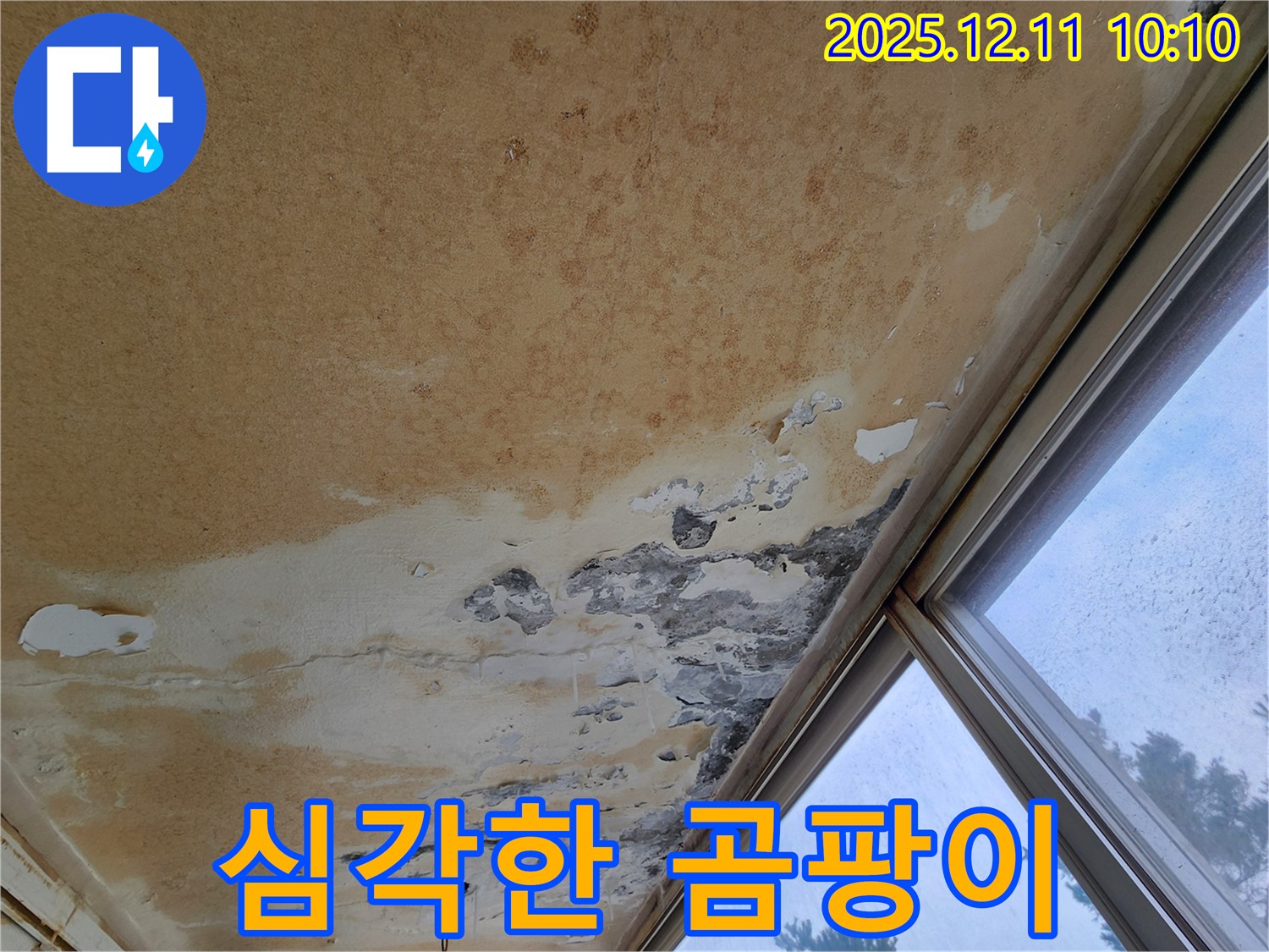 천장 전체를 뒤덮은 곰팡이 - 심각한 누수와 습기 문제를 보여주는 모습