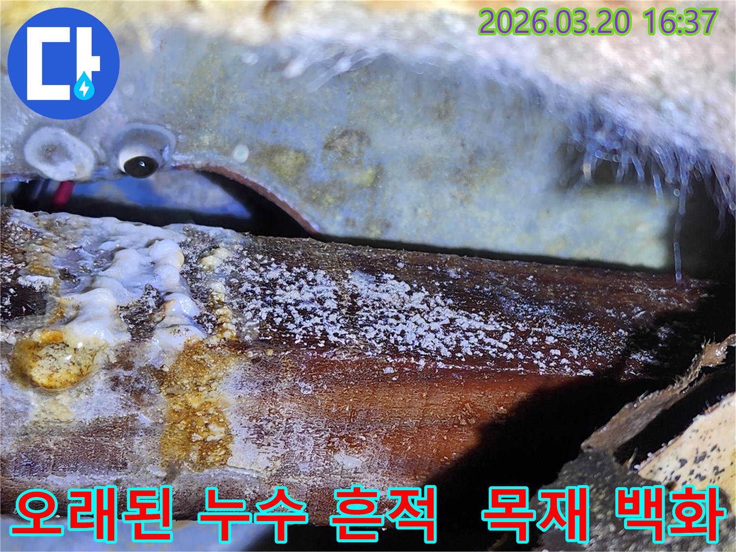 오랫동안 진행된-누수로 인해-목재 구조물에-생겨난 백화 현상과-심각한 곰팡이-확인.