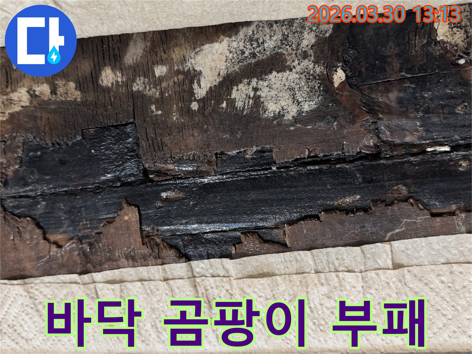 지속적인 누수로 인해 마루 바닥에 심각하게 곰팡이가 번식하고 부패한 현장 사진입니다.