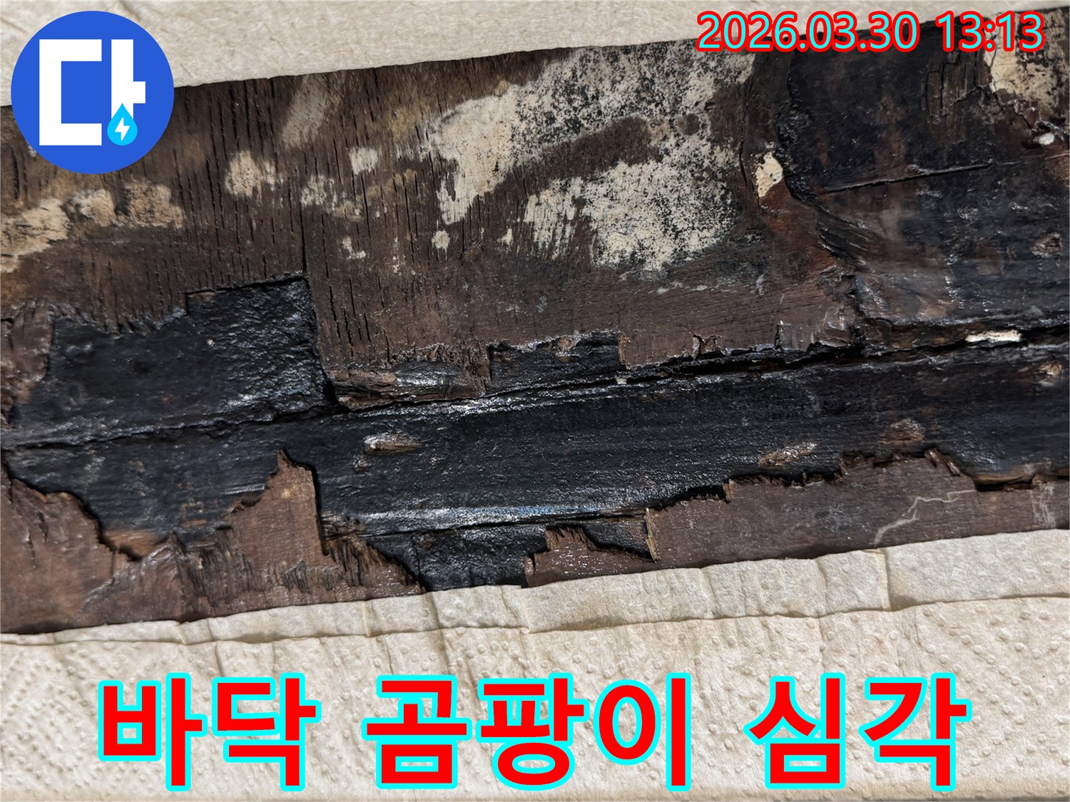 지속적인 누수로 인해 마루 바닥에 심각하게 곰팡이가 번식한 현장 사진입니다.